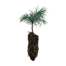 Load image into Gallery viewer, Deodar Cedar | Medium Tree Seedling | The Jonsteen Company