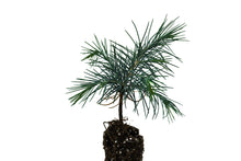 Load image into Gallery viewer, Deodar Cedar | Medium Tree Seedling | The Jonsteen Company