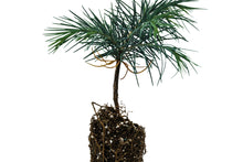 Load image into Gallery viewer, Deodar Cedar | Medium Tree Seedling | The Jonsteen Company