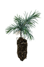 Load image into Gallery viewer, Deodar Cedar | Medium Tree Seedling | The Jonsteen Company