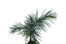 Load image into Gallery viewer, Deodar Cedar | Medium Tree Seedling | The Jonsteen Company