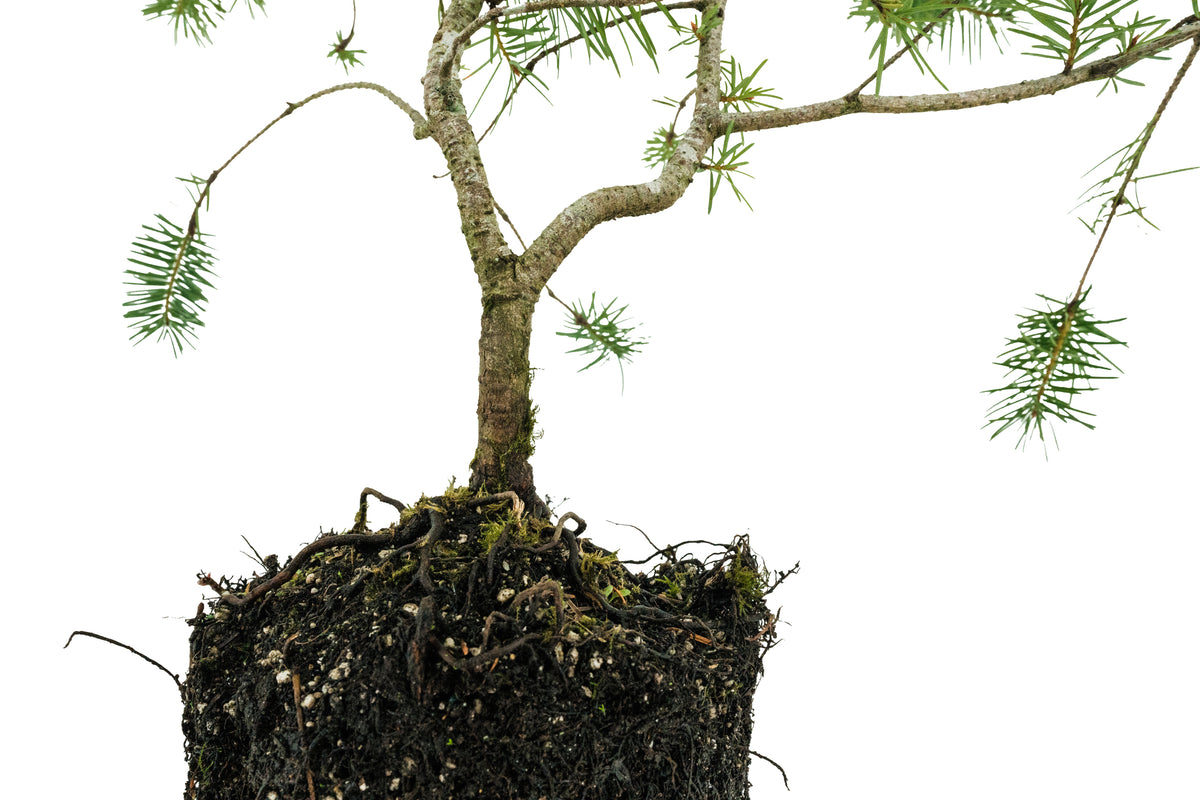 Bonsai Special