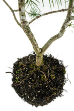 Load image into Gallery viewer, Bonsai Special | Douglas-Fir (A3)