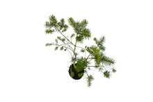 Load image into Gallery viewer, Bonsai Special | Douglas-Fir (A3)