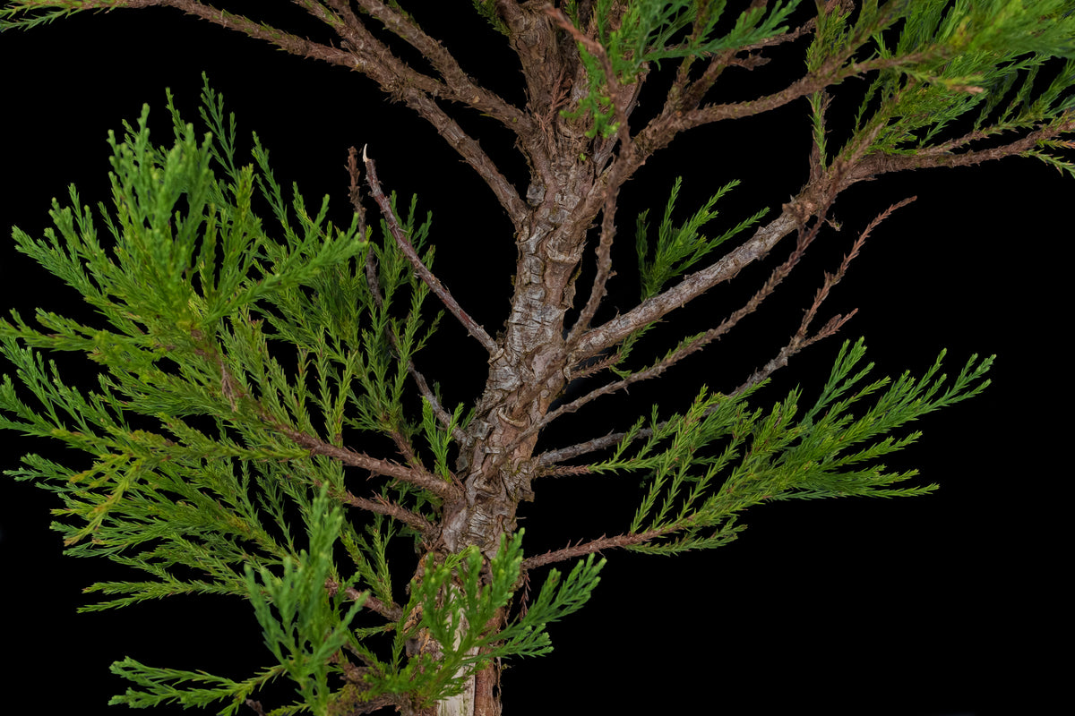 sequoia bonsai trees for sale Bonsai Special