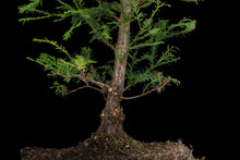 Load image into Gallery viewer, Bonsai Special | Coast Redwood (E4)