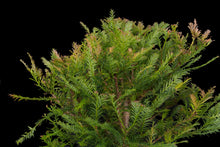 Load image into Gallery viewer, Bonsai Special | Coast Redwood (E4)