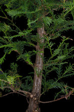 Load image into Gallery viewer, Bonsai Special | Coast Redwood (E4)