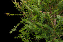 Load image into Gallery viewer, Bonsai Special | Coast Redwood (E4)