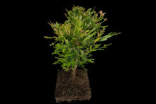 Load image into Gallery viewer, Bonsai Special | Coast Redwood (E4)