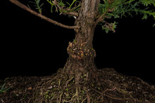 Load image into Gallery viewer, Bonsai Special | Coast Redwood (E4)