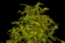 Load image into Gallery viewer, Bonsai Special | Dawn Redwood (E5)