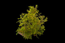Load image into Gallery viewer, Bonsai Special | Dawn Redwood (E5)