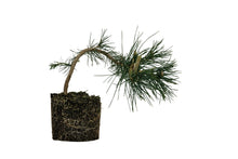 Load image into Gallery viewer, Bonsai Special | Japanese Black Pine (E6)