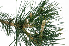 Load image into Gallery viewer, Bonsai Special | Japanese Black Pine (E6)