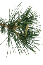 Load image into Gallery viewer, Bonsai Special | Japanese Black Pine (E6)