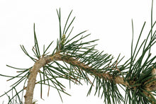 Load image into Gallery viewer, Bonsai Special | Japanese Black Pine (E6)