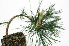 Load image into Gallery viewer, Bonsai Special | Japanese Black Pine (E6)