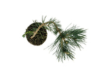 Load image into Gallery viewer, Bonsai Special | Japanese Black Pine (E6)