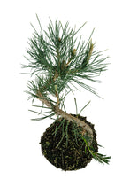 Load image into Gallery viewer, Bonsai Special | Japanese Black Pine (E6)