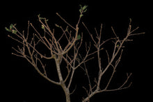 Load image into Gallery viewer, Bonsai Special | Blue Oak (E8)