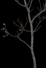 Load image into Gallery viewer, Bonsai Special | Blue Oak (E8)