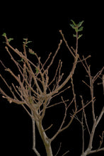 Load image into Gallery viewer, Bonsai Special | Blue Oak (E8)