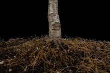 Load image into Gallery viewer, Bonsai Special | Blue Oak (E8)
