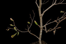 Load image into Gallery viewer, Bonsai Special | Blue Oak (E8)