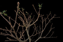 Load image into Gallery viewer, Bonsai Special | Blue Oak (E8)