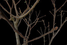 Load image into Gallery viewer, Bonsai Special | Blue Oak (E8)