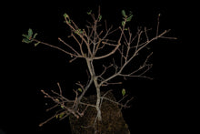 Load image into Gallery viewer, Bonsai Special | Blue Oak (E8)