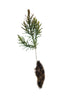 Eastern Redcedar | Small Tree Seedling | The Jonsteen Company