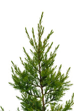 Load image into Gallery viewer, Eastern Redcedar | Large Tree Seedling | The Jonsteen Company