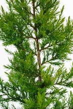 Load image into Gallery viewer, Eastern Redcedar | Large Tree Seedling | The Jonsteen Company