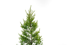 Load image into Gallery viewer, Eastern Redcedar | Large Tree Seedling | The Jonsteen Company