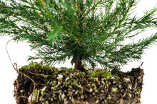 Load image into Gallery viewer, Eastern Redcedar | Large Tree Seedling | The Jonsteen Company