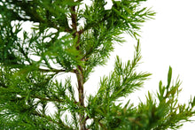 Load image into Gallery viewer, Eastern Redcedar | Large Tree Seedling | The Jonsteen Company