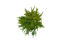 Load image into Gallery viewer, Eastern Redcedar | Large Tree Seedling | The Jonsteen Company