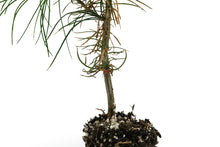 Load image into Gallery viewer, Eastern White Pine | Medium Tree Seedling | The Jonsteen Company