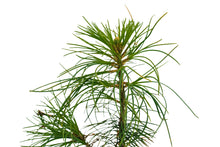 Load image into Gallery viewer, Eastern White Pine | Medium Tree Seedling | The Jonsteen Company