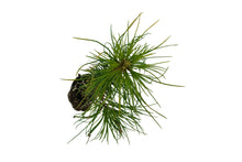 Load image into Gallery viewer, Eastern White Pine | Medium Tree Seedling | The Jonsteen Company