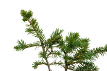 Load image into Gallery viewer, Bonsai Special | Engelmann Spruce (D8)