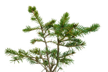 Load image into Gallery viewer, Bonsai Special | Engelmann Spruce (D8)
