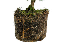 Load image into Gallery viewer, Bonsai Special | Engelmann Spruce (D8)