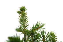 Load image into Gallery viewer, Bonsai Special | Engelmann Spruce (D8)