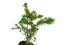 Load image into Gallery viewer, Bonsai Special | Engelmann Spruce (D8)