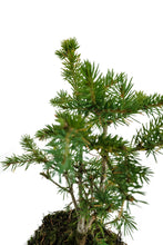 Load image into Gallery viewer, Bonsai Special | Engelmann Spruce (D8)