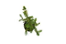 Load image into Gallery viewer, Bonsai Special | Engelmann Spruce (D8)