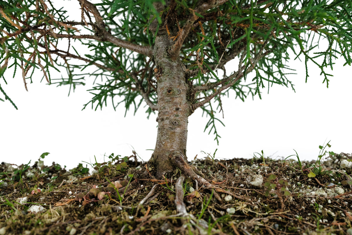 Bonsai Special | Arizona Cypress (F10) – The Jonsteen Company